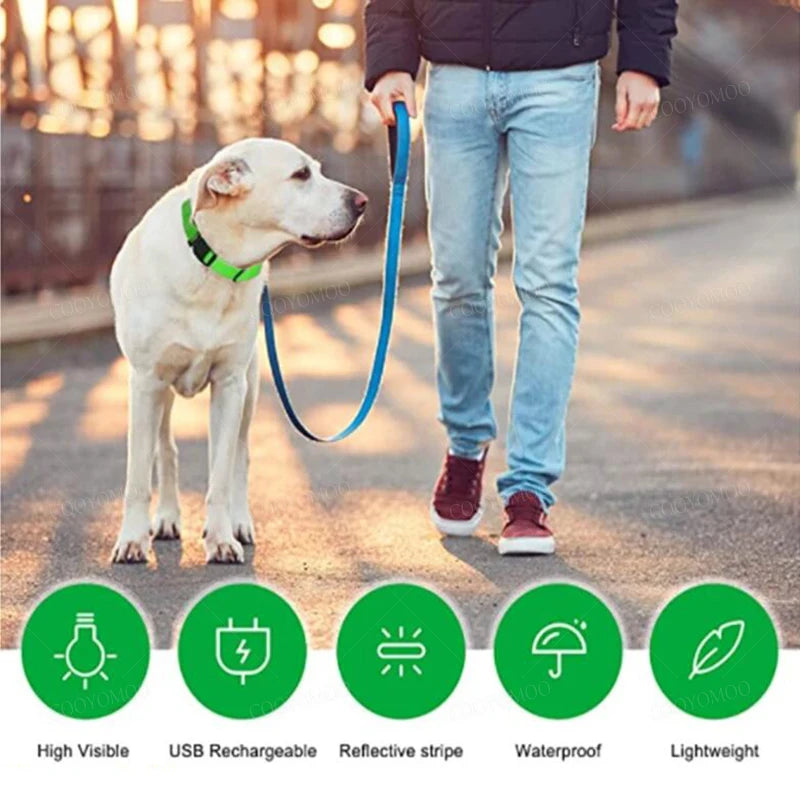 Collier LED Rechargeable USB pour Chien - Visible 500m, 3 Modes, Étanche